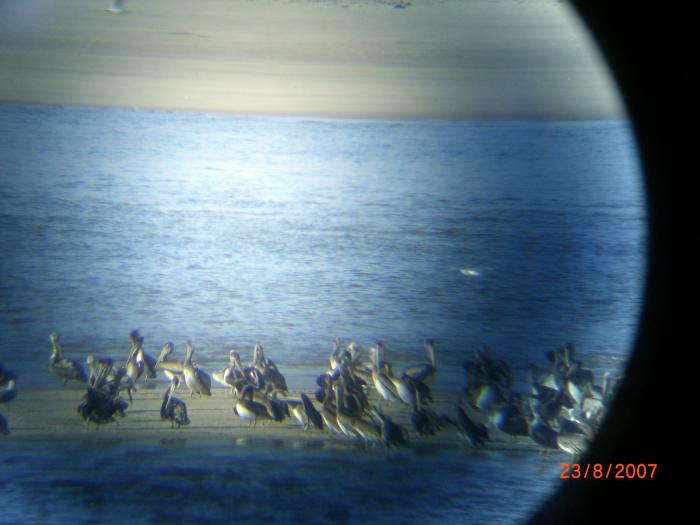 pelicans